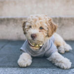 DIY Dog Coats & Pet Accessories for Winter: Keep Your Furry Friends Warm with SINGER®